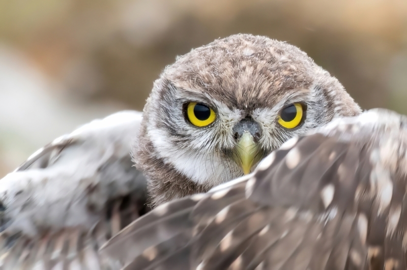 WildlifeWorld/Shutterstock.com