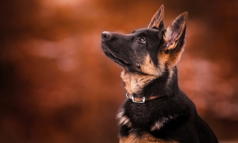 shutterstock.com/Pavlina Trauskeova